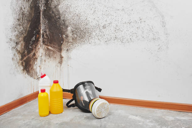 Best Best Mold Removal Companies  in Parkston, SD