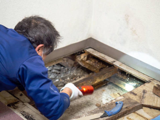 Best Mold Testing and Removal  in Parkston, SD