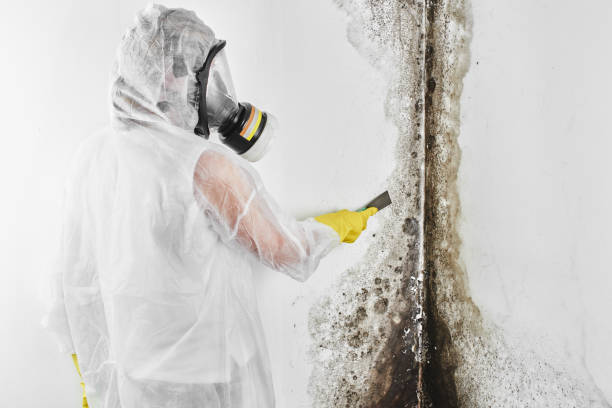 Mold Removal and Inspection in Parkston, SD