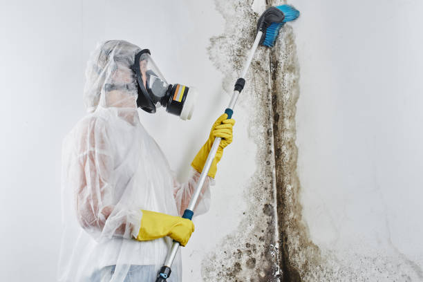 Best Home Mold Removal  in Parkston, SD