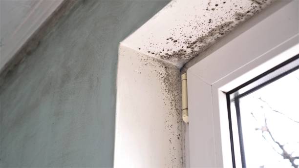 Best Residential Mold Removal  in Parkston, SD