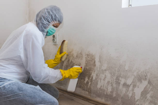 Best Attic Mold Removal  in Parkston, SD