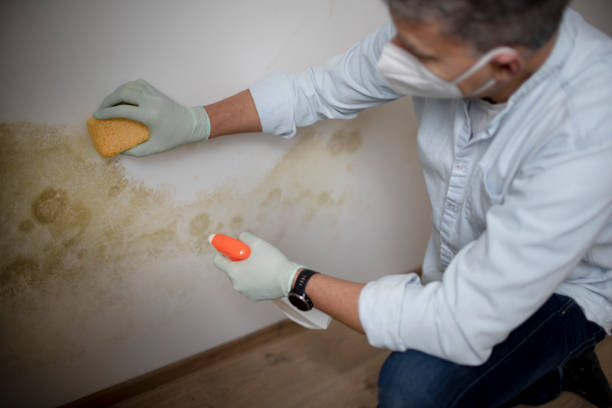 Best Residential Mold Removal  in Parkston, SD