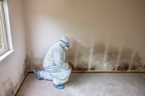 Best Office Mold Removal Services  in Parkston, SD