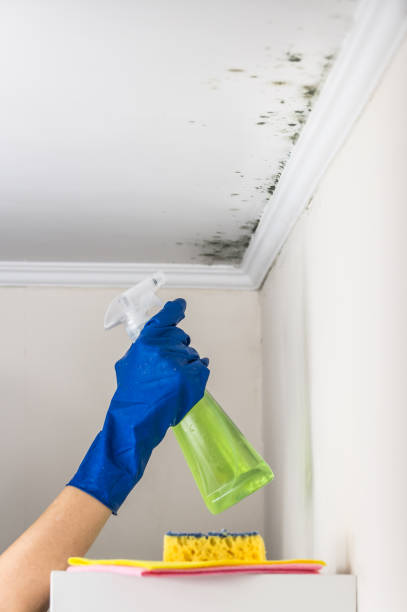 Best Same-Day Mold Removal  in Parkston, SD